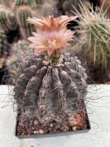 Pyrrhocactus spec. rosa